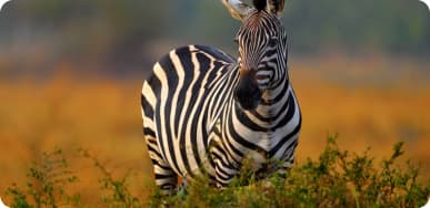 Wildlife zebra in savanna
